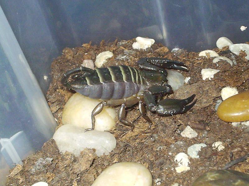 Hadogenes paucidens female