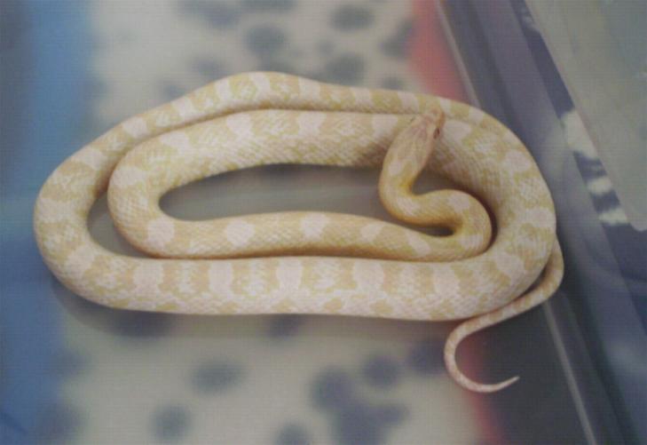 Pantherophis guttatus