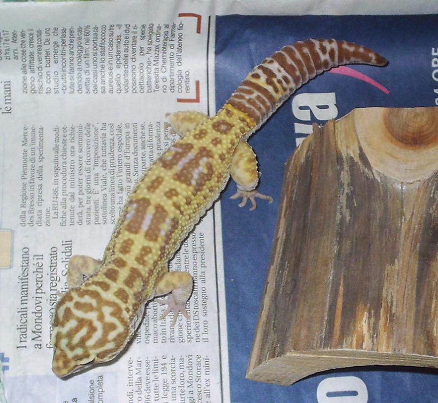 Eublepharis macularius