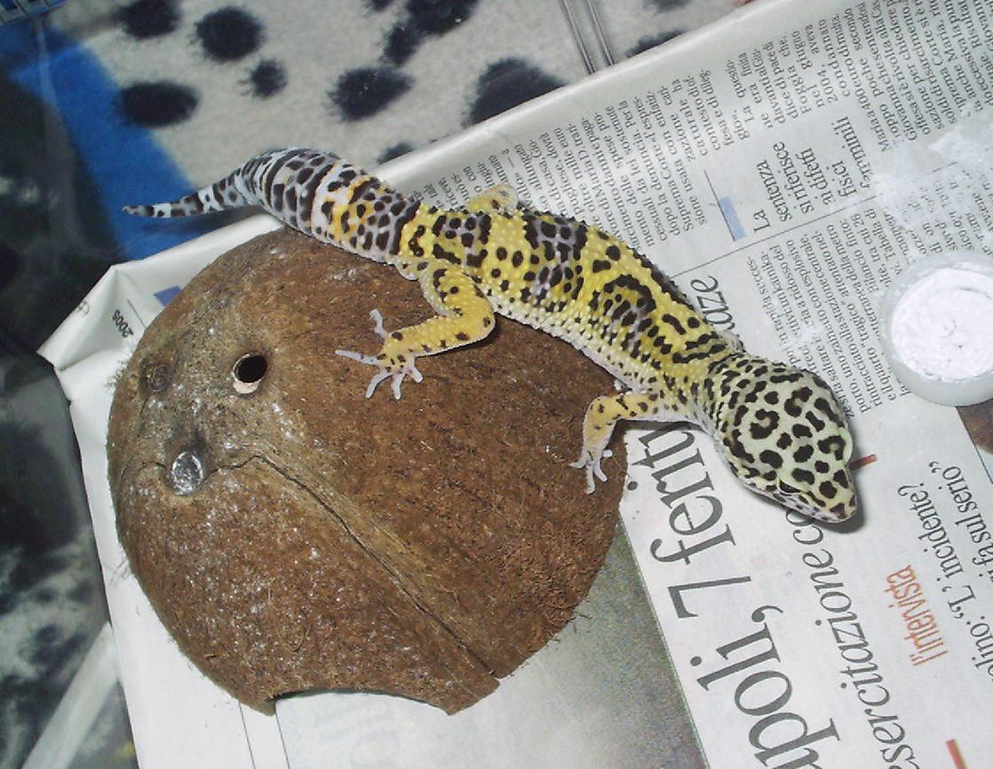 Eublepharis macularius