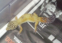 Eublepharis macularius