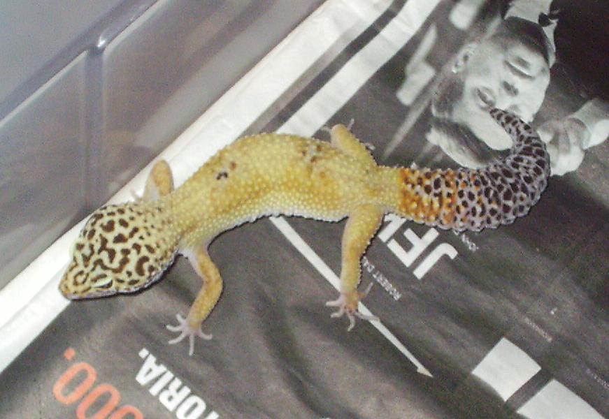 Eublepharis macularius