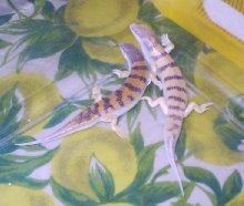 Scincus scincus