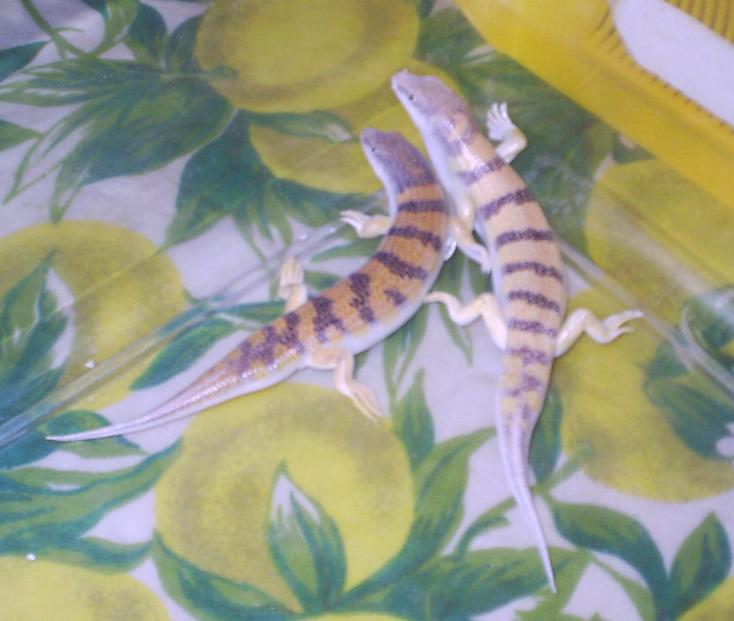 Scincus scincus