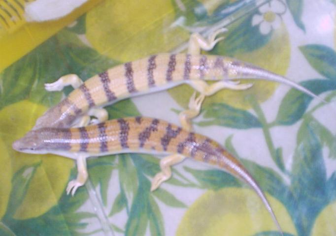 Scincus scincus