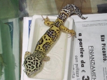 Eublepharis macularius