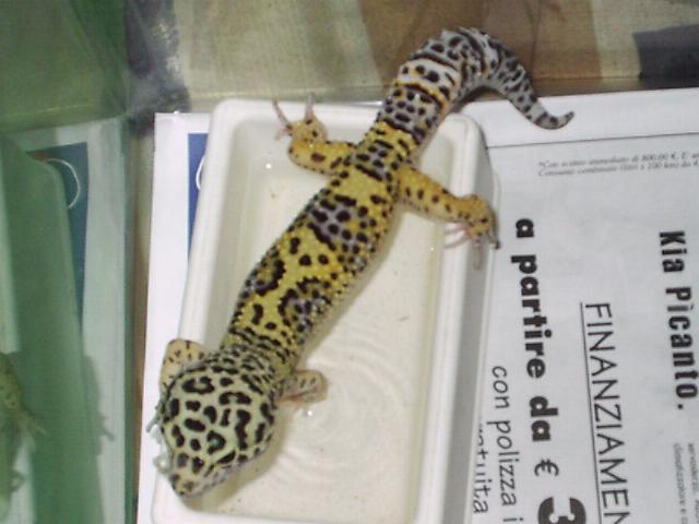 Eublepharis macularius
