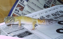 Eublepharis macularius
