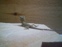 Pogona vitticeps