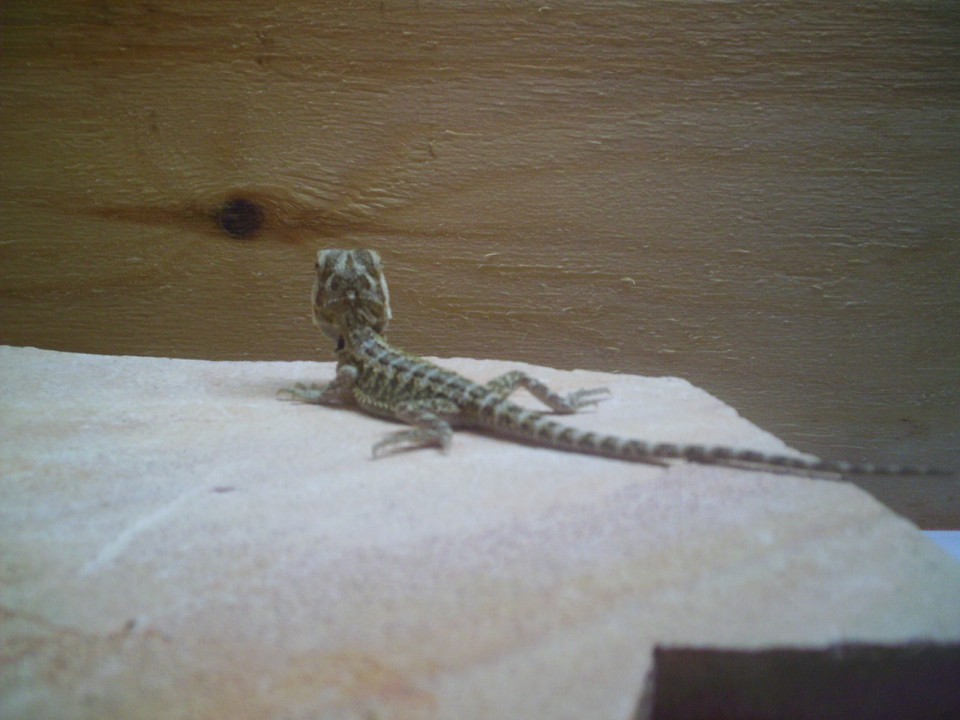Pogona vitticeps