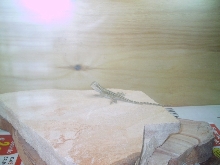 Pogona vitticeps