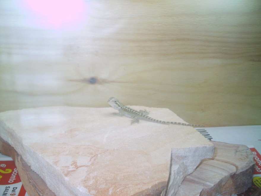 Pogona vitticeps