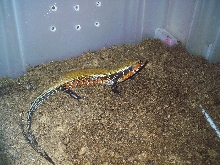 Riopa fernandi