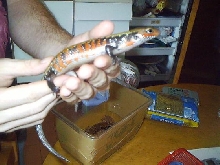 Riopa fernandi