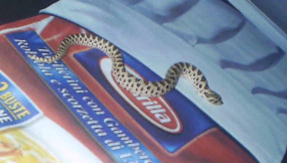 Heterodon nasicus