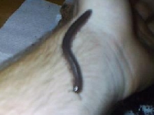 Telodeinopus aoutii