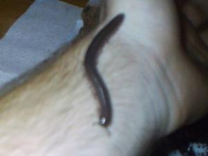 Telodeinopus aoutii