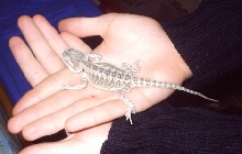 Pogona vitticeps