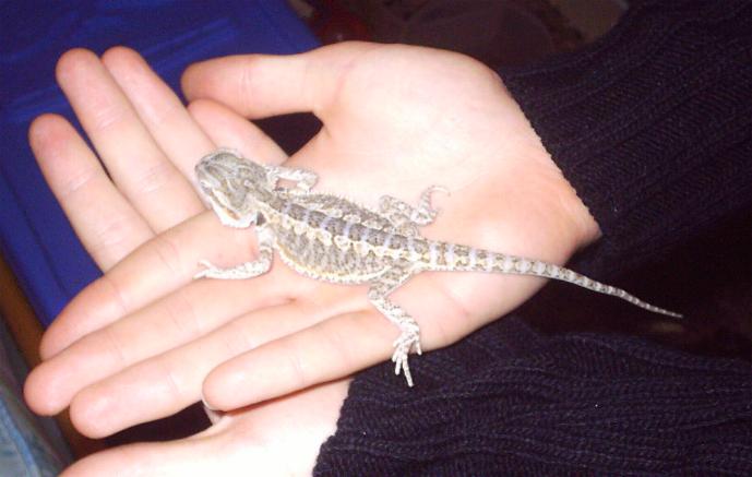 Pogona vitticeps