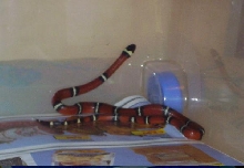 Lampropeltis triangulum sinaloe