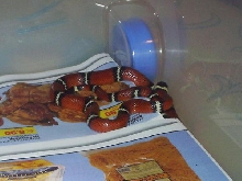 Lampropeltis triangulum sinaloe