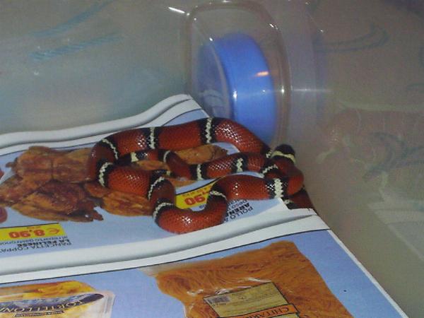 Lampropeltis triangulum sinaloe