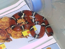 Lampropeltis triangulum sinaloe