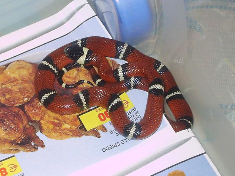 Lampropeltis triangulum sinaloe