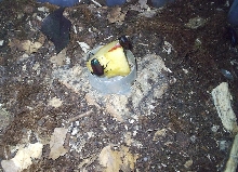 Smaragdesthes africana oertzeni