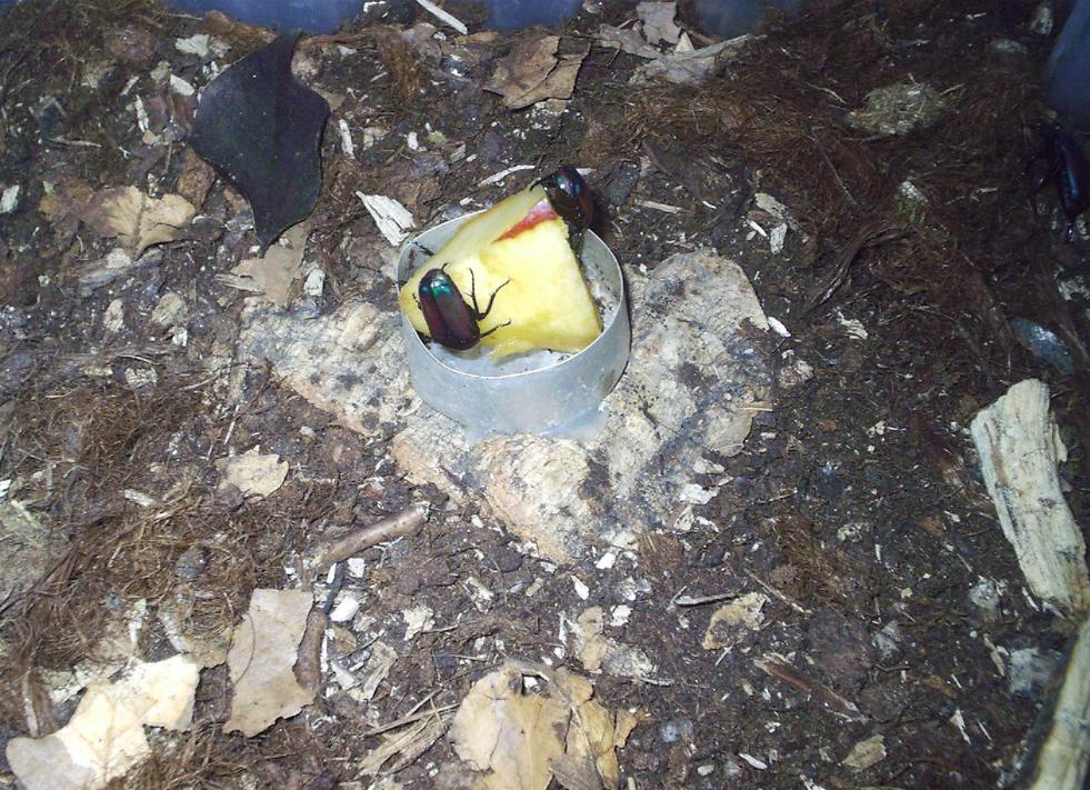 Smaragdesthes africana oertzeni