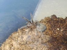 Grammostola pulchra