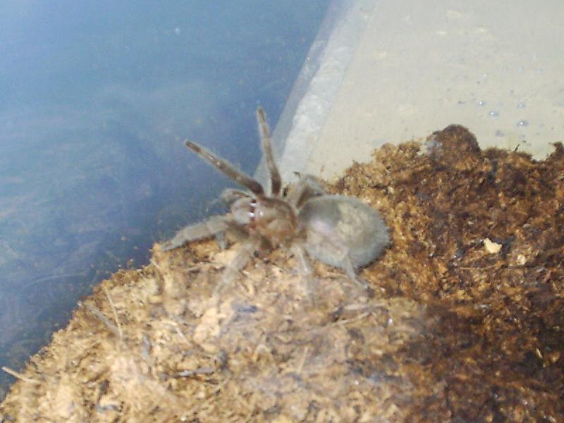 Grammostola pulchra
