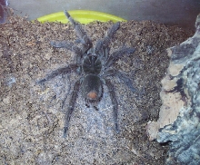 Theraphosa blondi