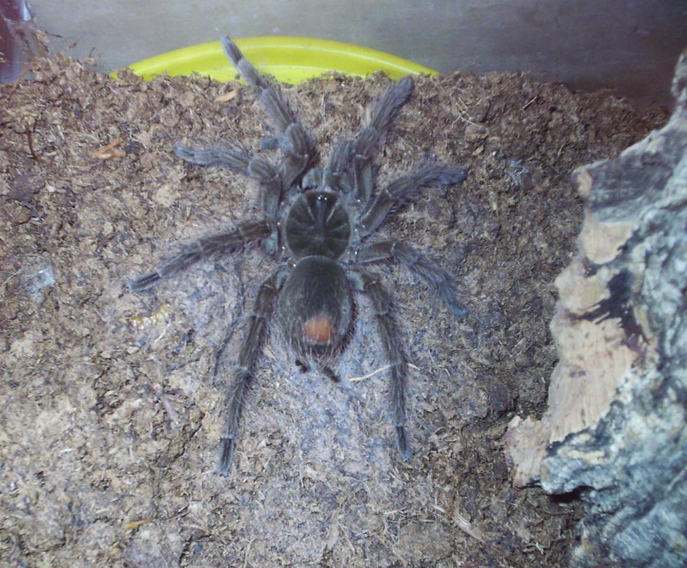 Theraphosa blondi
