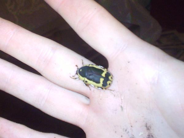 Pachnoda sinuata