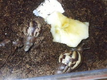 Achatina fulica