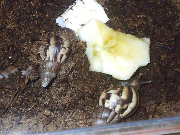 Achatina fulica