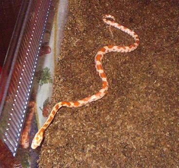 Pantherophis guttatus
