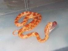 Pantherophis guttatus