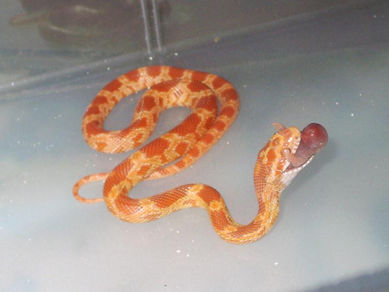 Pantherophis guttatus