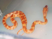 Pantherophis guttatus