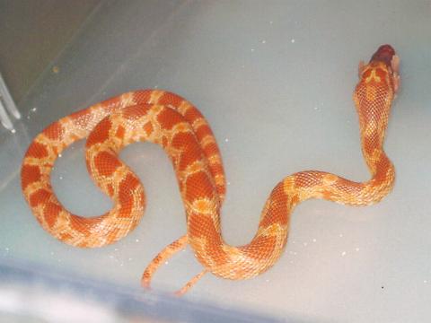 Pantherophis guttatus