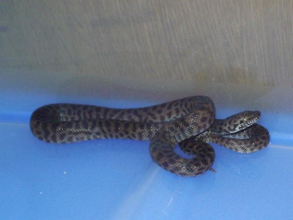 Antaresia childreni
