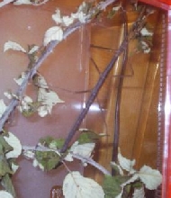 Medauroidea extradentata