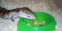 Tiliqua scincoides intermedia