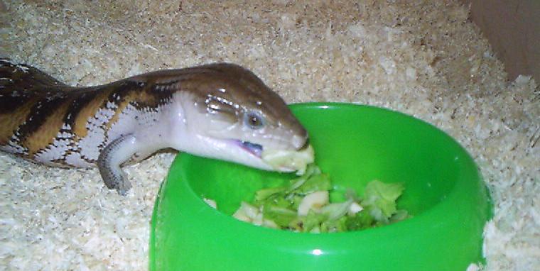 Tiliqua scincoides intermedia