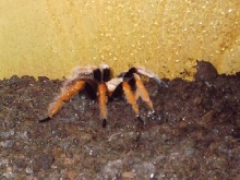Aphonopelma bicoloratum