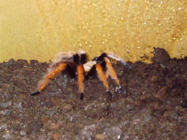 Aphonopelma bicoloratum
