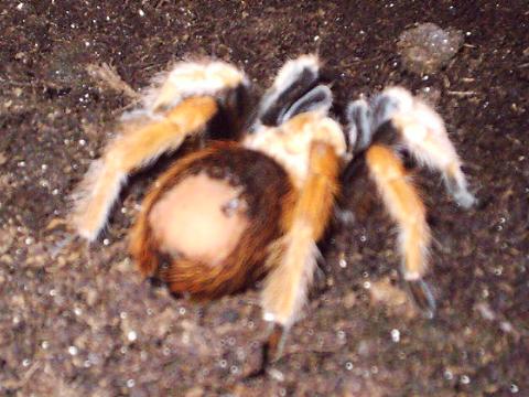 Aphonopelma bicoloratum