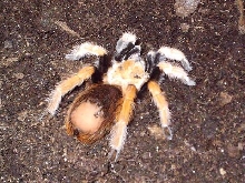 Aphonopelma bicoloratum